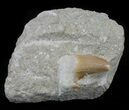 Bargain Otodus Shark Tooth Fossil In Rock - Eocene #60199-1